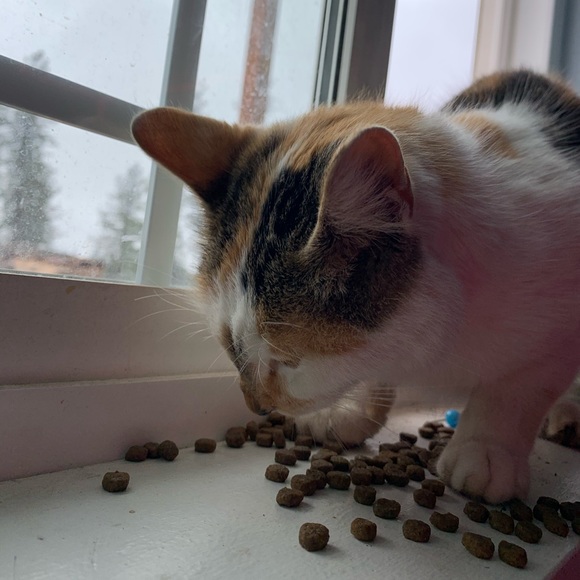 Meet your Posher, Jayden - Picture 1 of 1